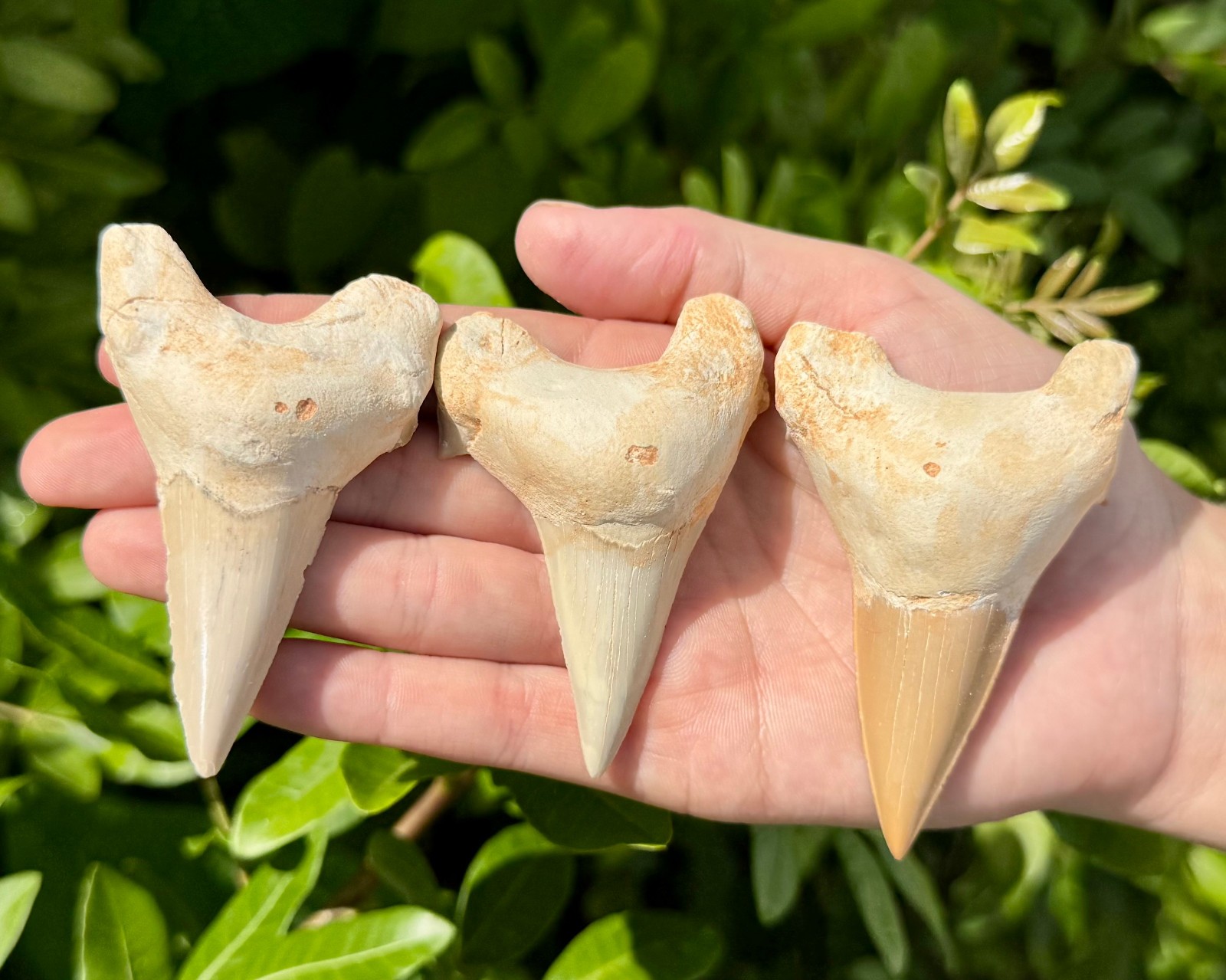 LARGE Shark Tooth Fossils, Natural Fossilized Shark Teeth - Choose Size & Amount