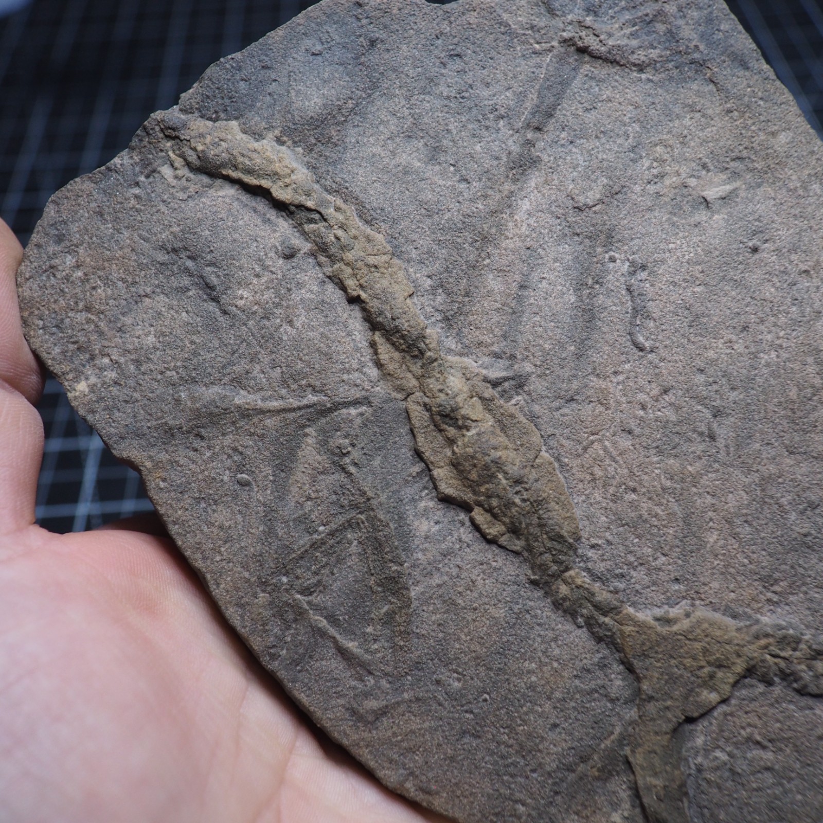 Trilobite Trace Fossil Cruziana Feeding Track Ordovician Morocco Star Trace