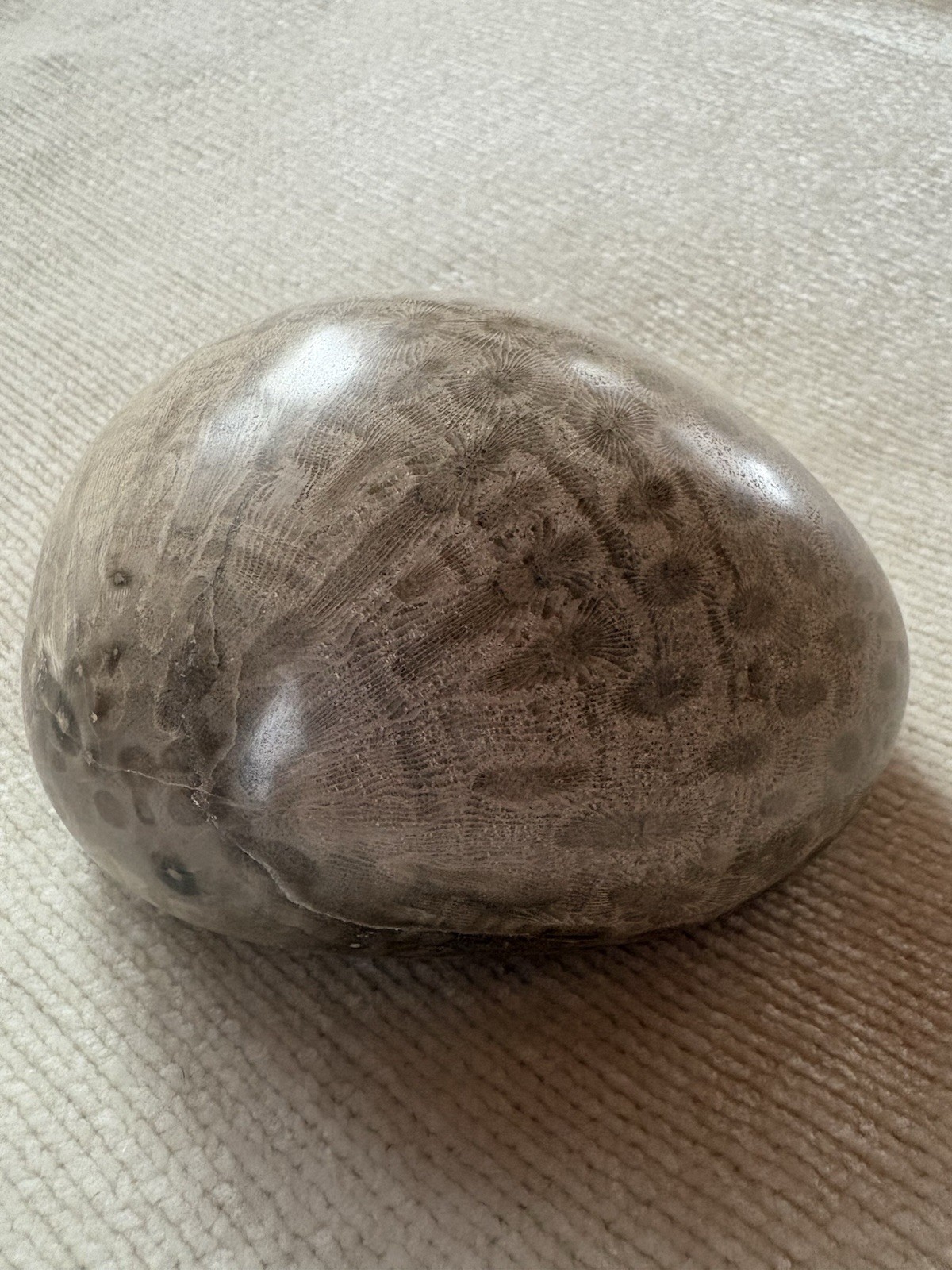 Polished Petoskey Stone