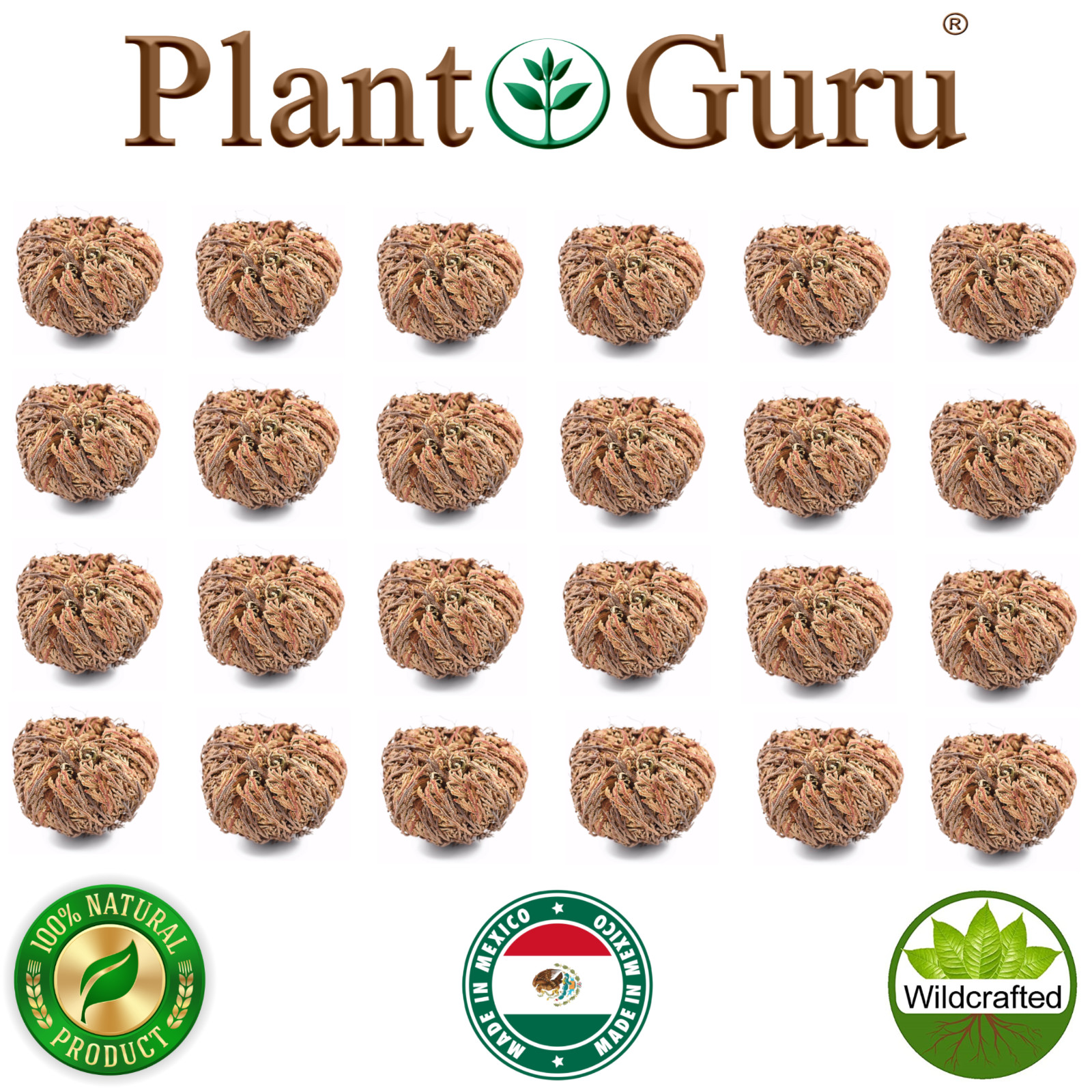 Jericho Flower - 24 Pack Bulk - Rose of Jericho, Resurrection Flower Whole Dried