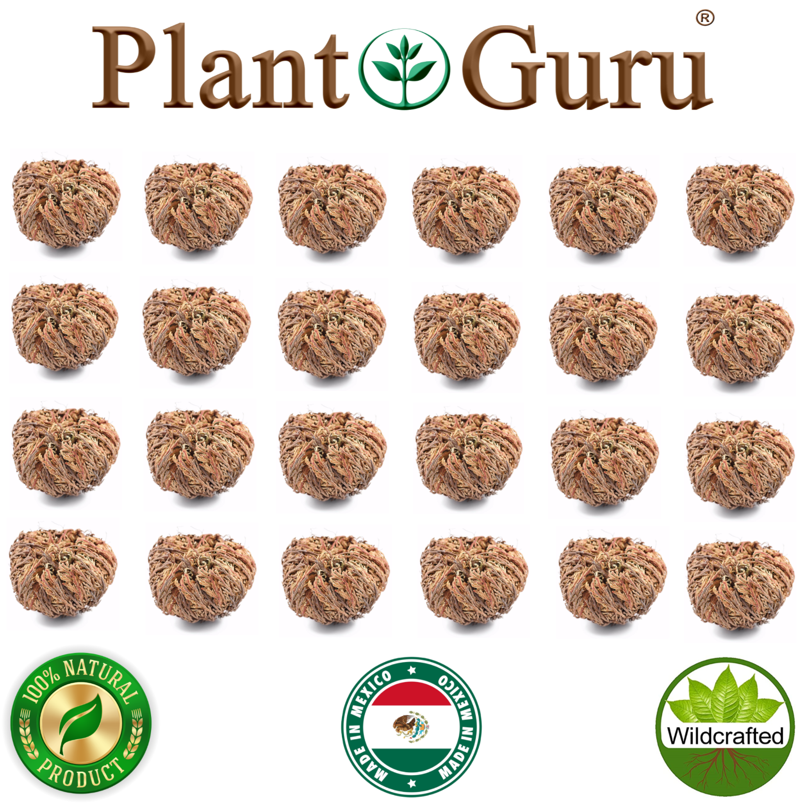 Jericho Flower - 24 Pack Bulk - Rose of Jericho, Resurrection Flower Whole Dried