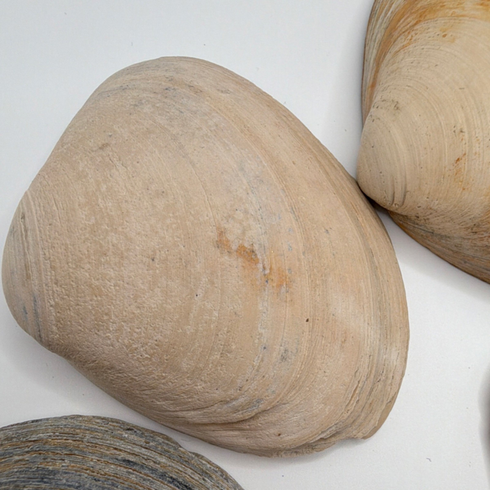 Assorted Natural Clam Shells Lot, Mixed Colors, Includes Painted Shell