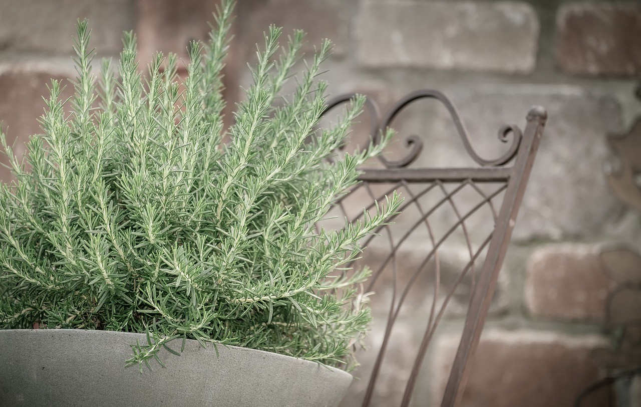 Live CREEPING ROSEMARY Plant / Rosmarinus Officinalis PROSTRATUS - [3.5" Pot]