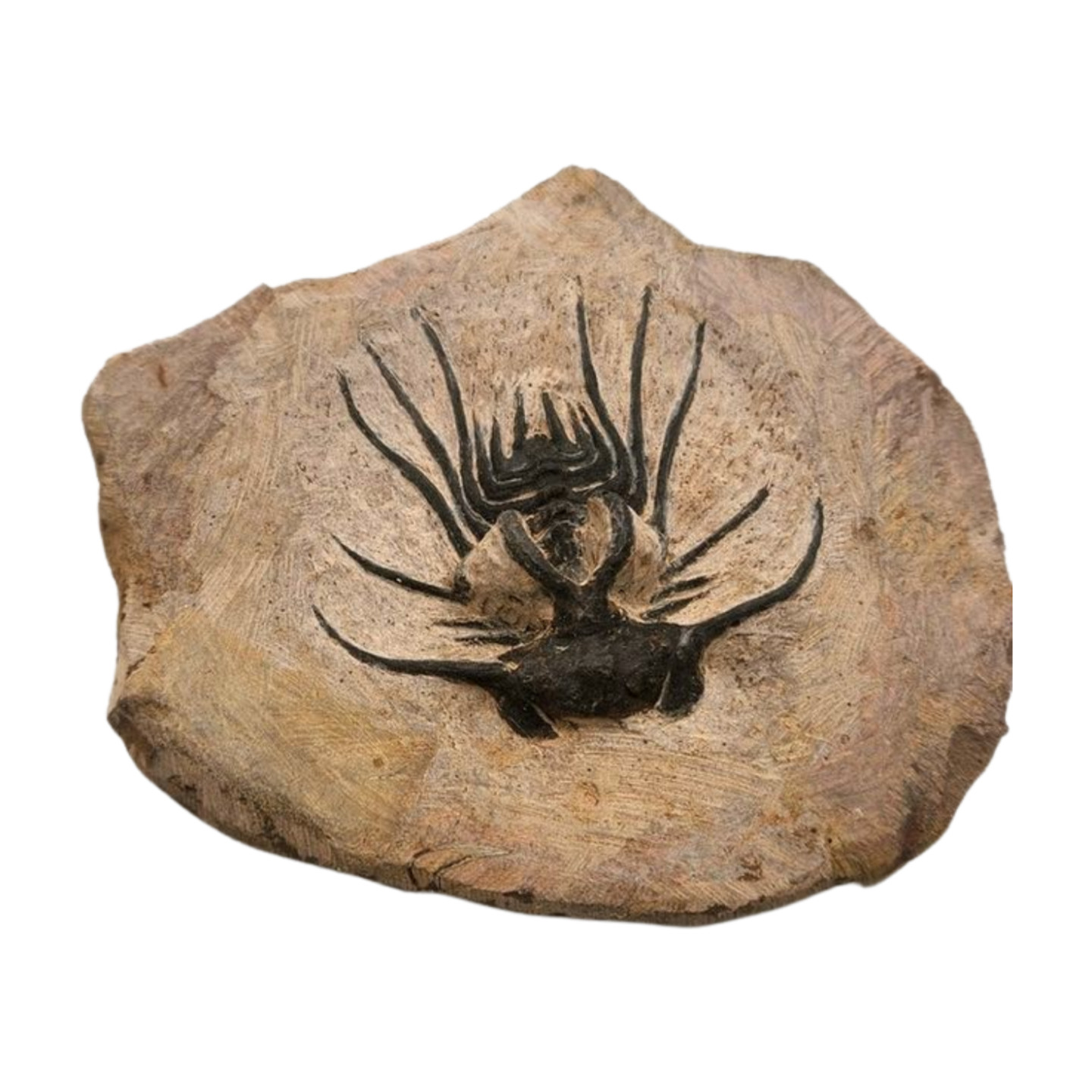 Dicranurus Trilobite Fossil
