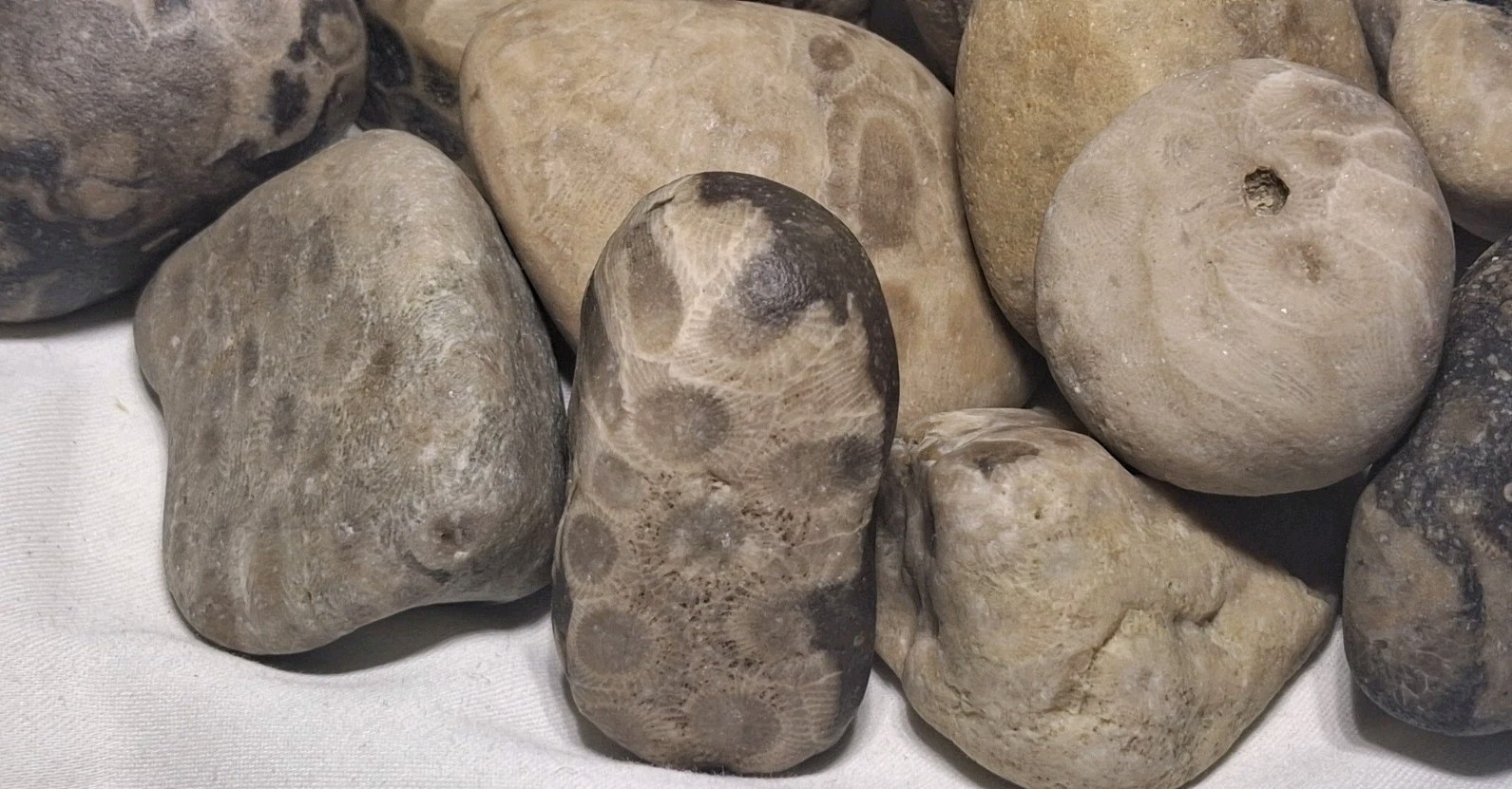 Michigan Petoskey Stone Lot 2 Pound Unpolished Natural Great Lakes Fossil Coral