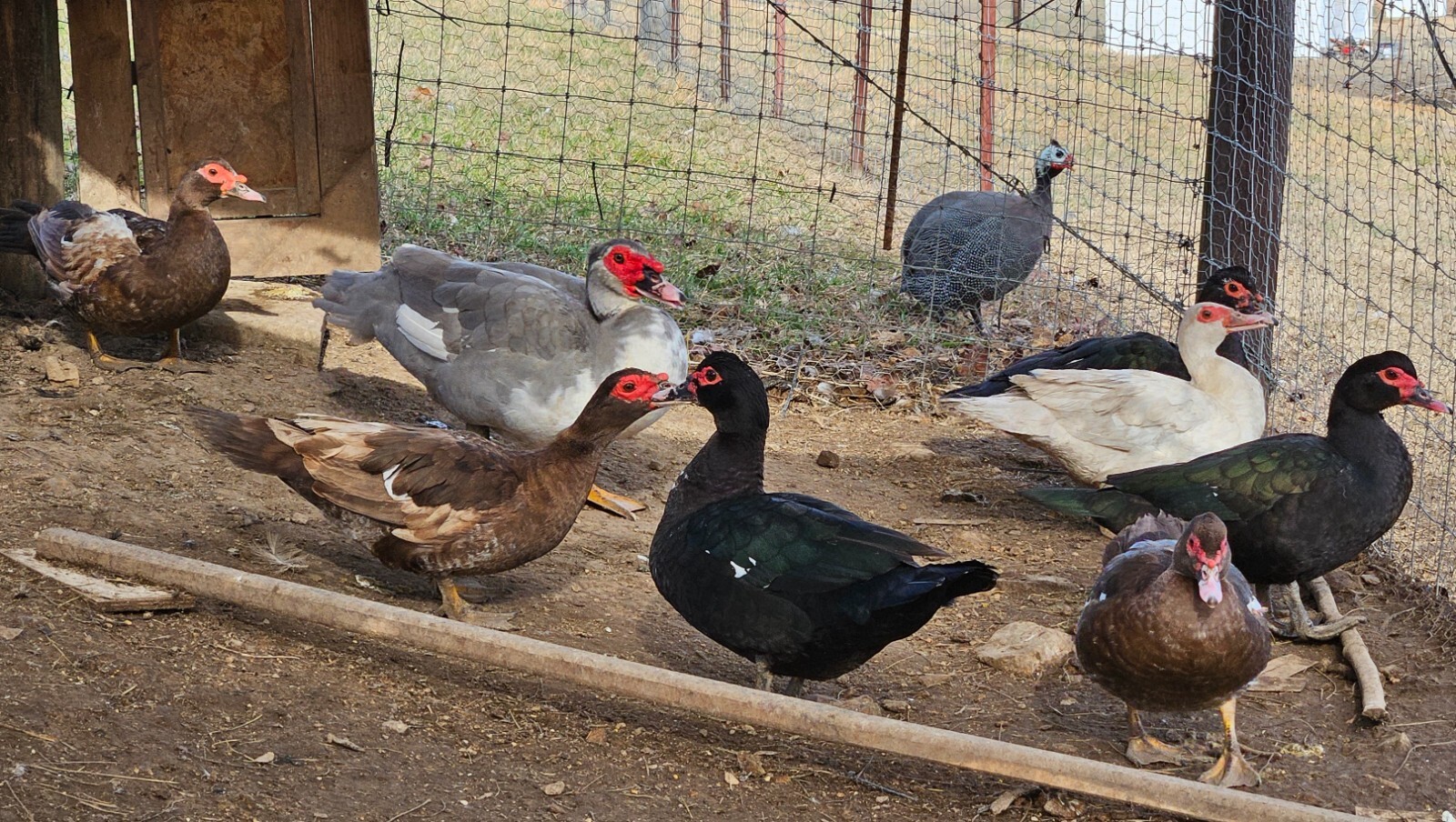 6+2 Muscovy Duck Hatching Eggs