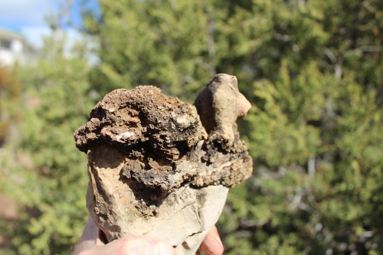 Fossil Beautiful HONEY COMB CORAL Favosites spp. Rare Locality ~ 400 Million