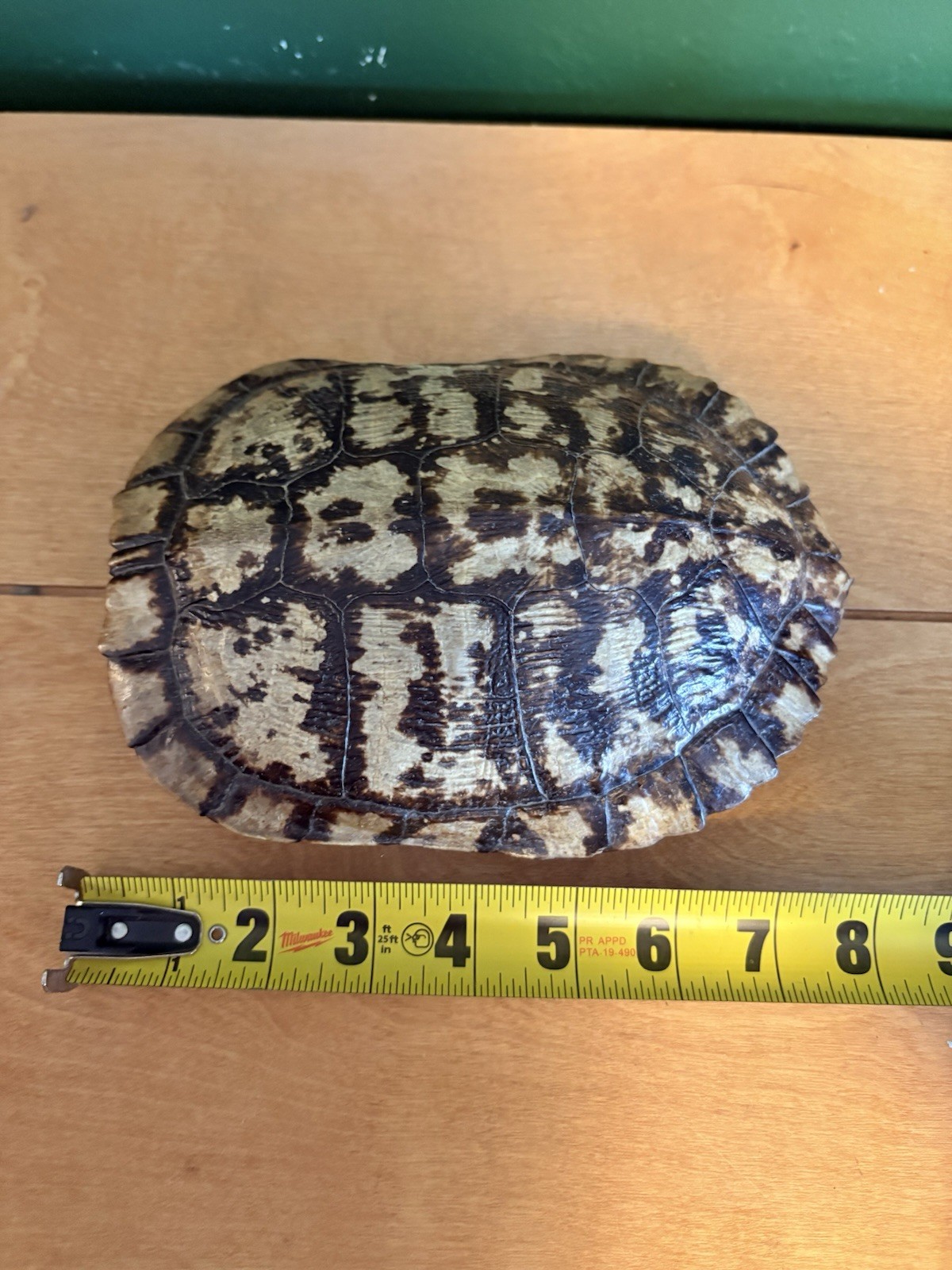 Turtle Shell Taxidermy Small Animal Natural Shell From Animal 7x5x2 in