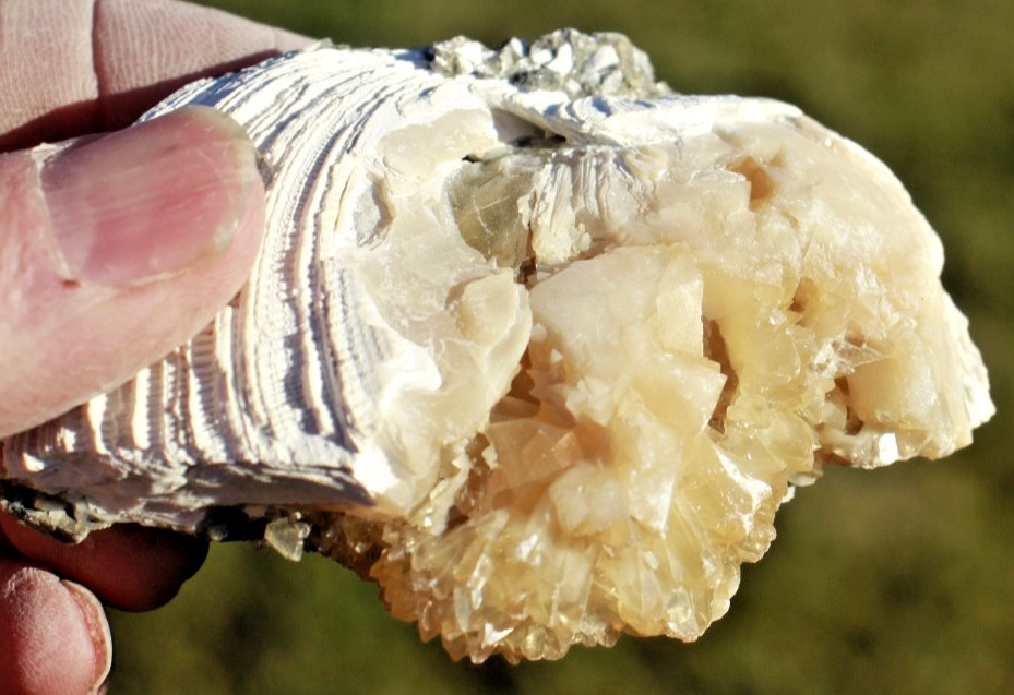 Fluorescent Fossil Crystal Clam from Ruck's Pit, Florida • Mercanaria permanga