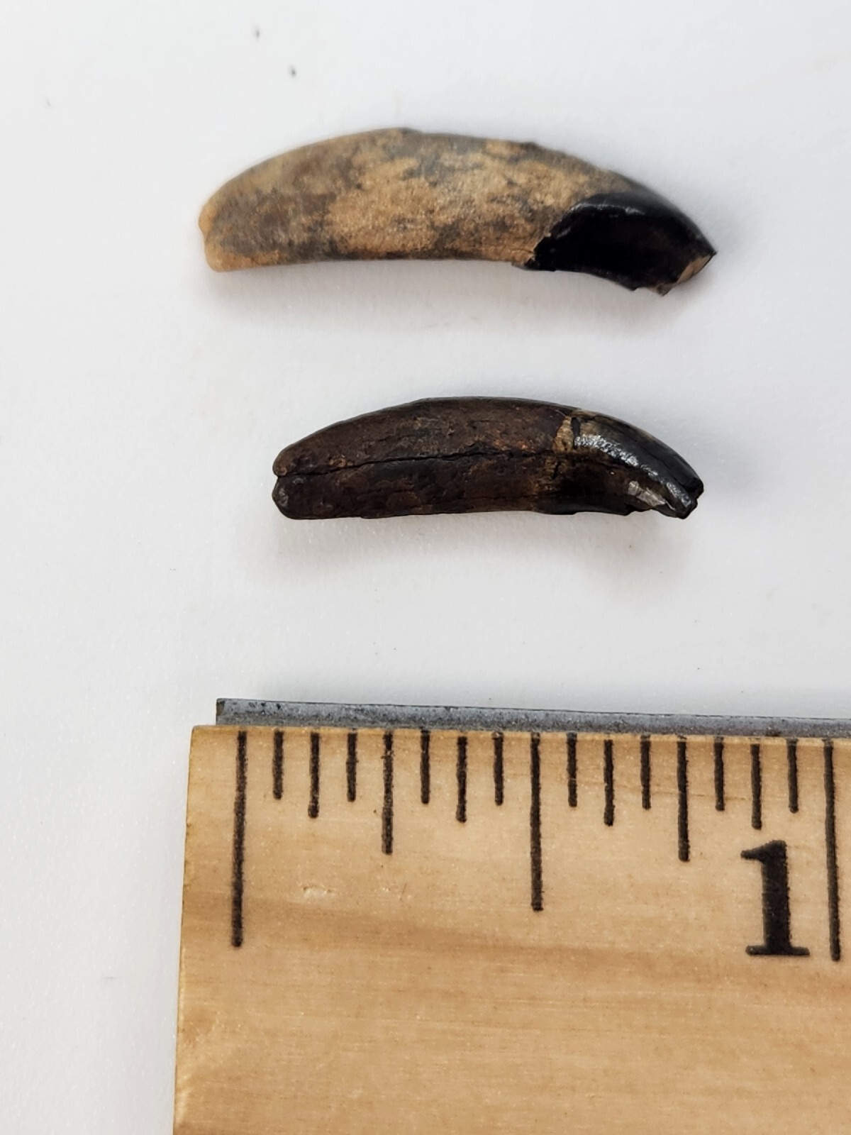 Raccoon Rooted Upper Canine Tooth Fossil - Florida Pleistocene - 1 Per Purchase