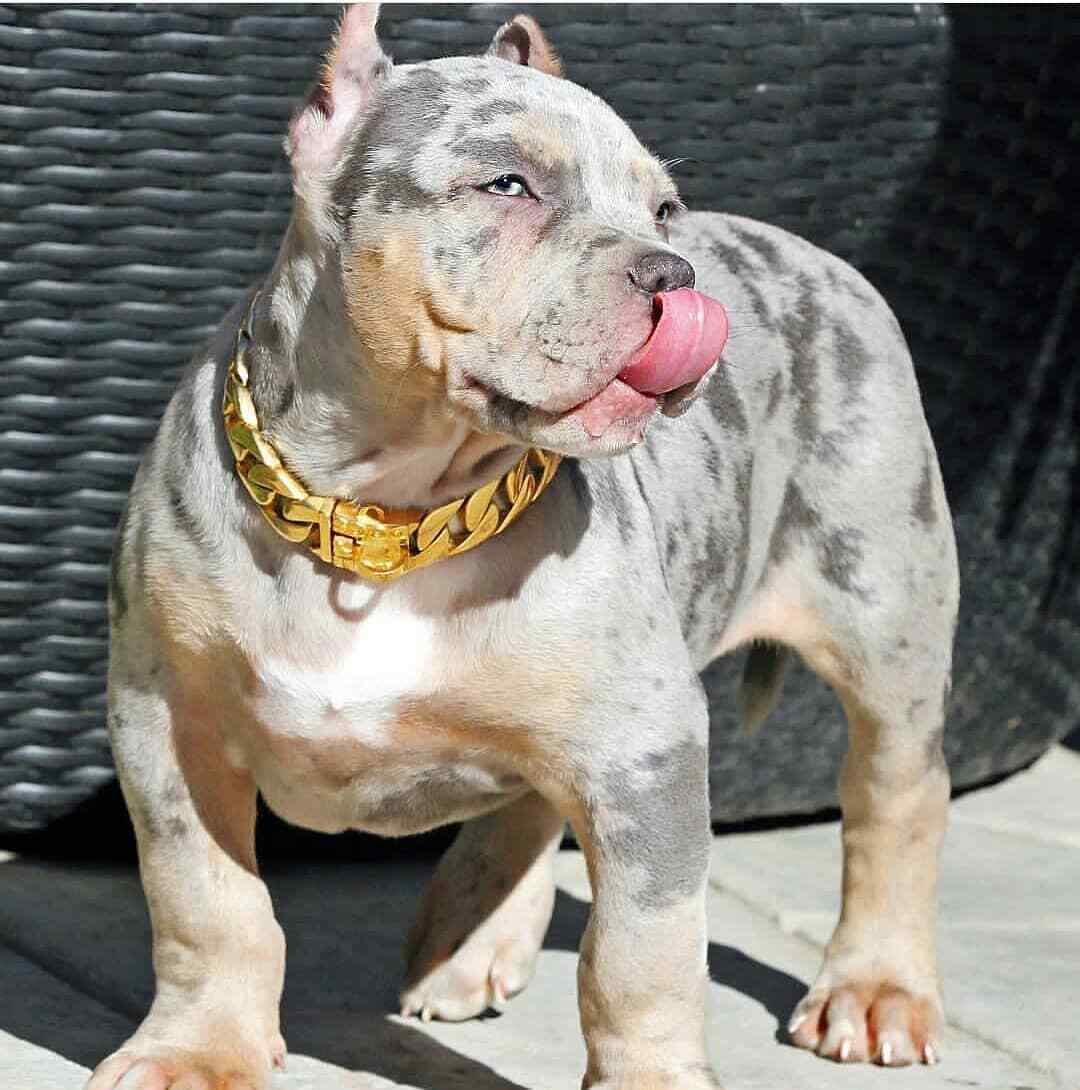 Cuban Gold pet Chain 32mm Dog Show Collar 316L Stainless Steel-AUTHORIZED SELLER