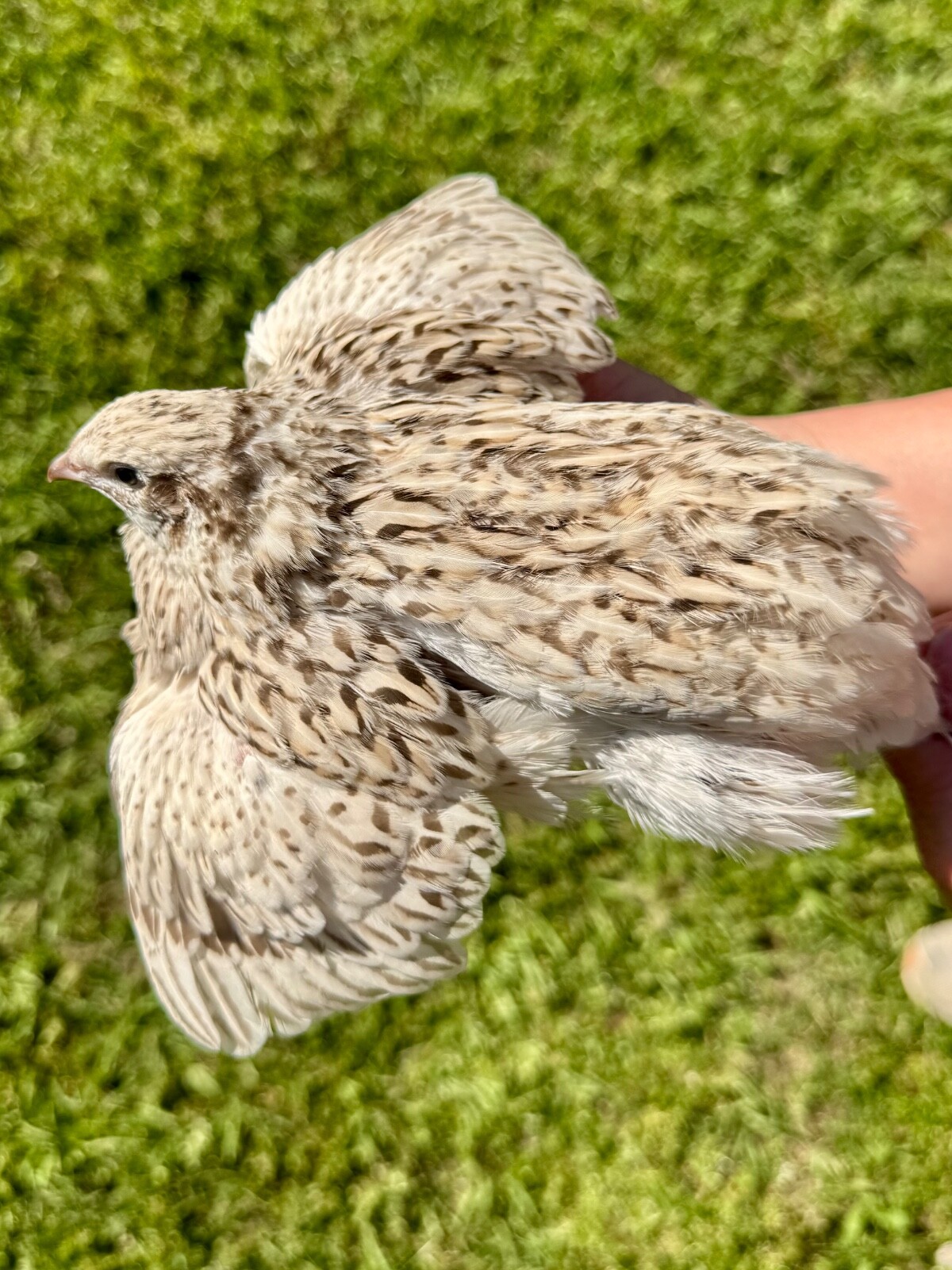 30+ RARE COLORS Coturnix Quail Hatching Eggs NPIP AI Free
