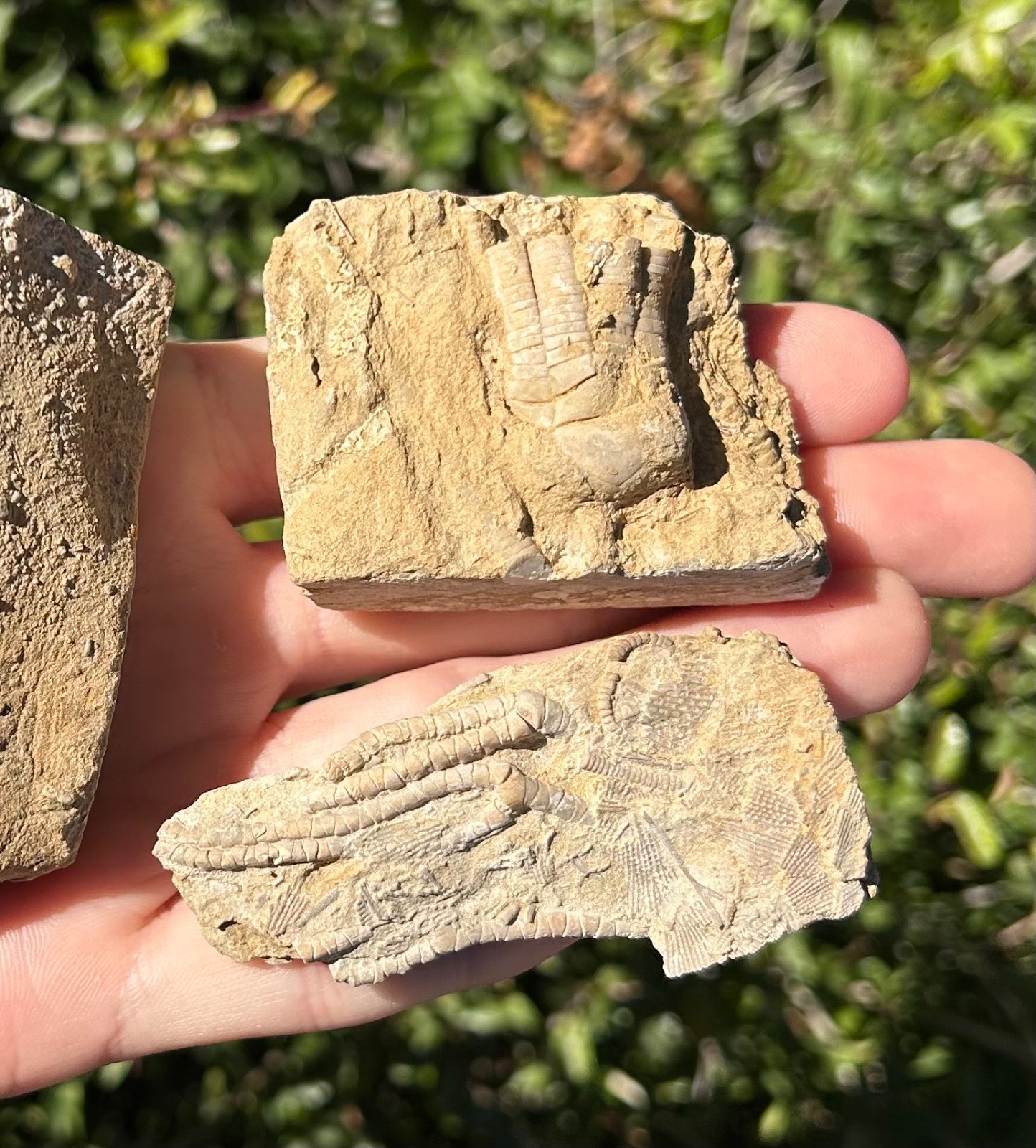 Crinoid Fossils in Matrix LOT OF 3 Alabama Phanocrinus Aphelecrinus Bangor Fm