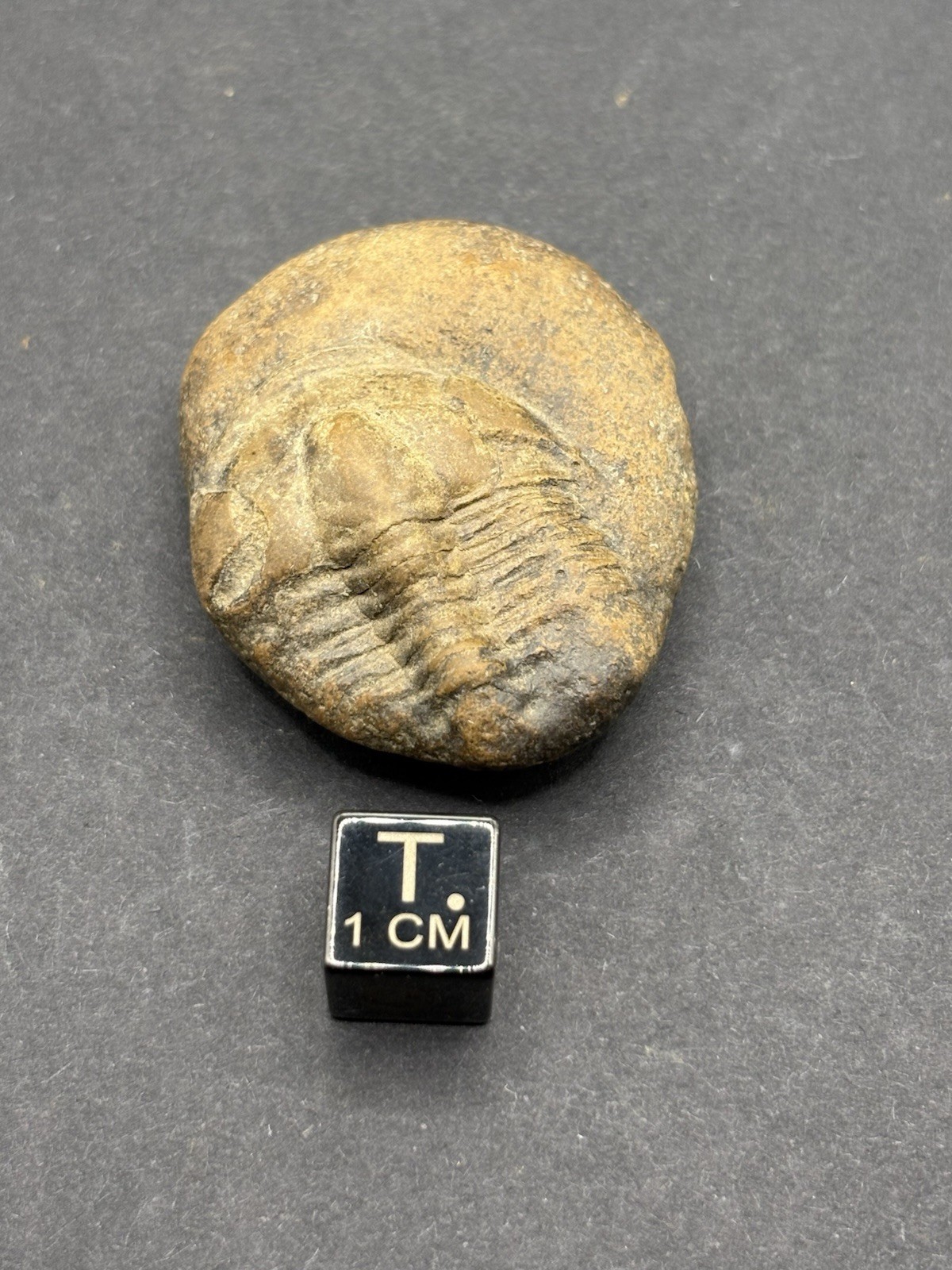 Trilobite Fossil Lot on Matrix-Conasauga Formation, Floyd county, Georgia.
