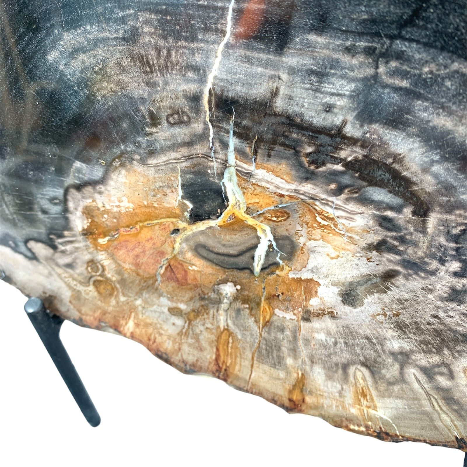 Very Beautiful Slice Of Petrified Wood On Its Stand