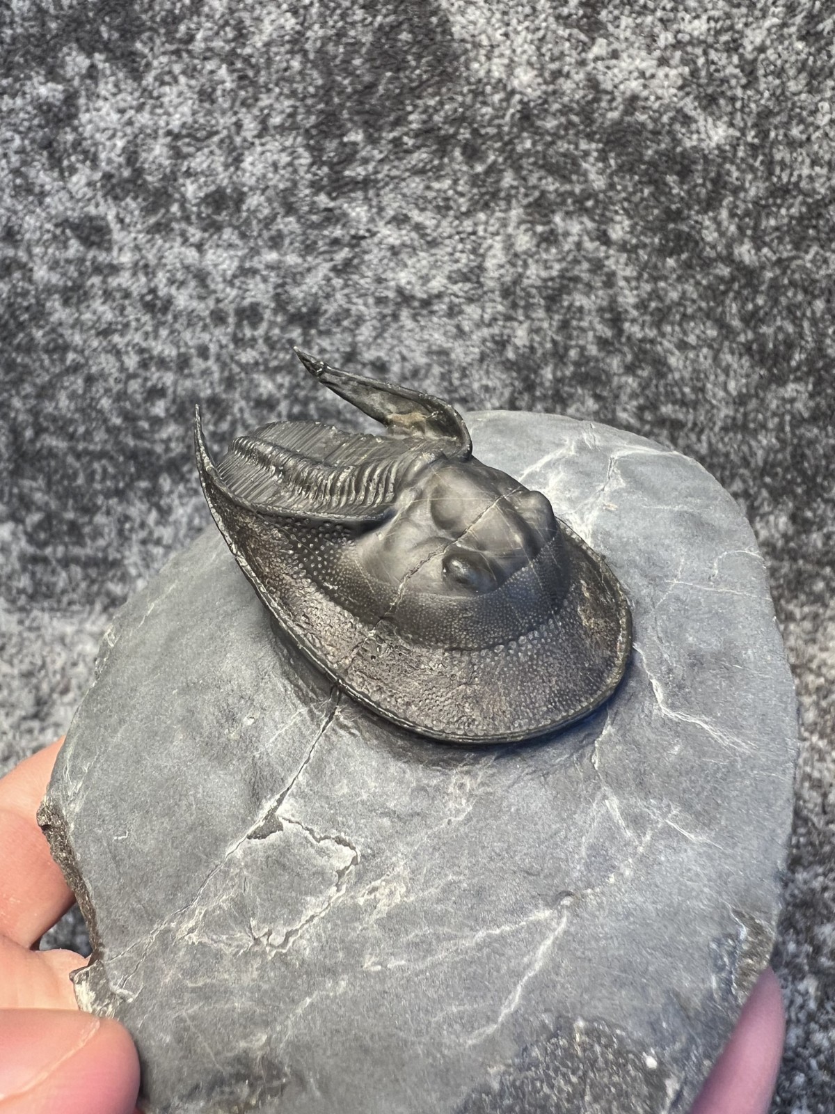 Harpes aff. perradiatus Trilobite Fossil – Collector Specimen