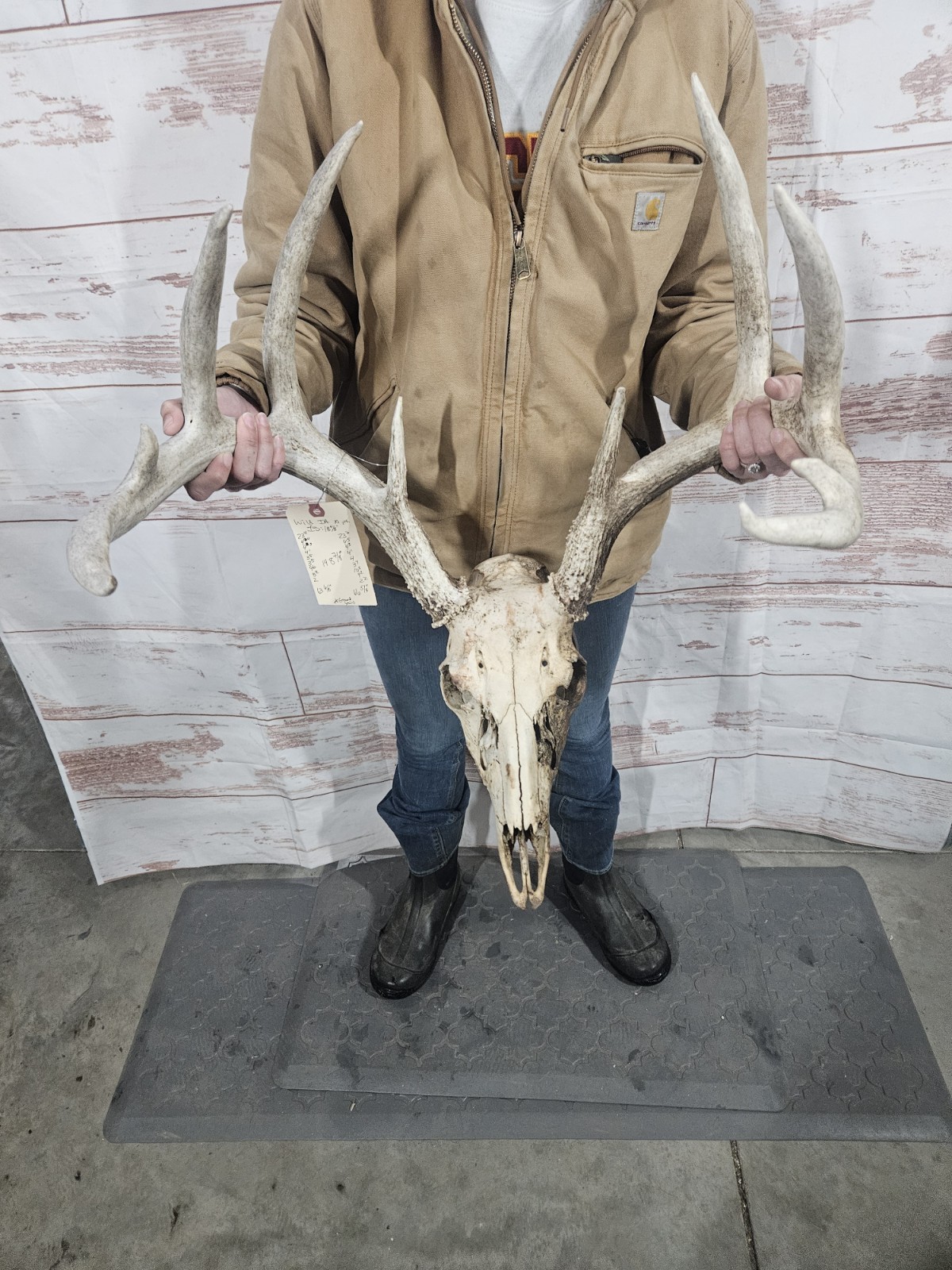 Wild 10 Point Whitetail Deer Antler Rack Horn European Skull Mount Man Cave 148"