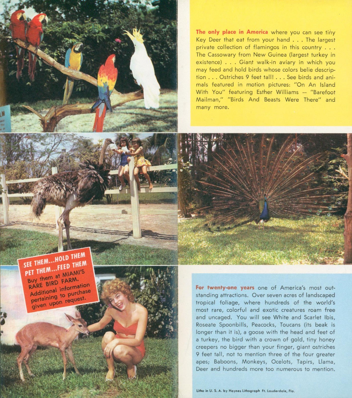 Vintage Miami's Rare Bird Farm Tourist Brochure 1950's Kendall Florida