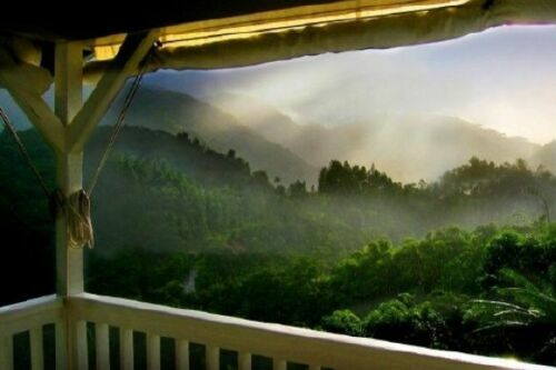 100% JAMAICAN BLUE MOUNTAIN COFFEE BEANS PEABERRY MEDIUM ROASTED 2 TO 12 POUNDS