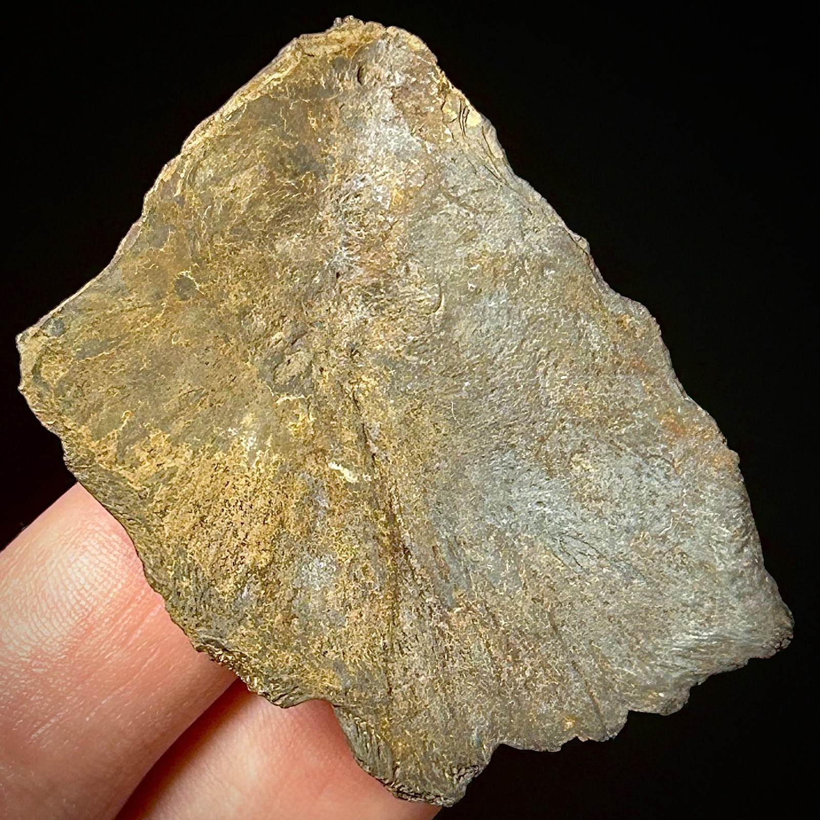 Atlantic Sturgeon Scute (Acipenser cf. oxyrinchus) 1.93" Bony Fish Fossil Dermal