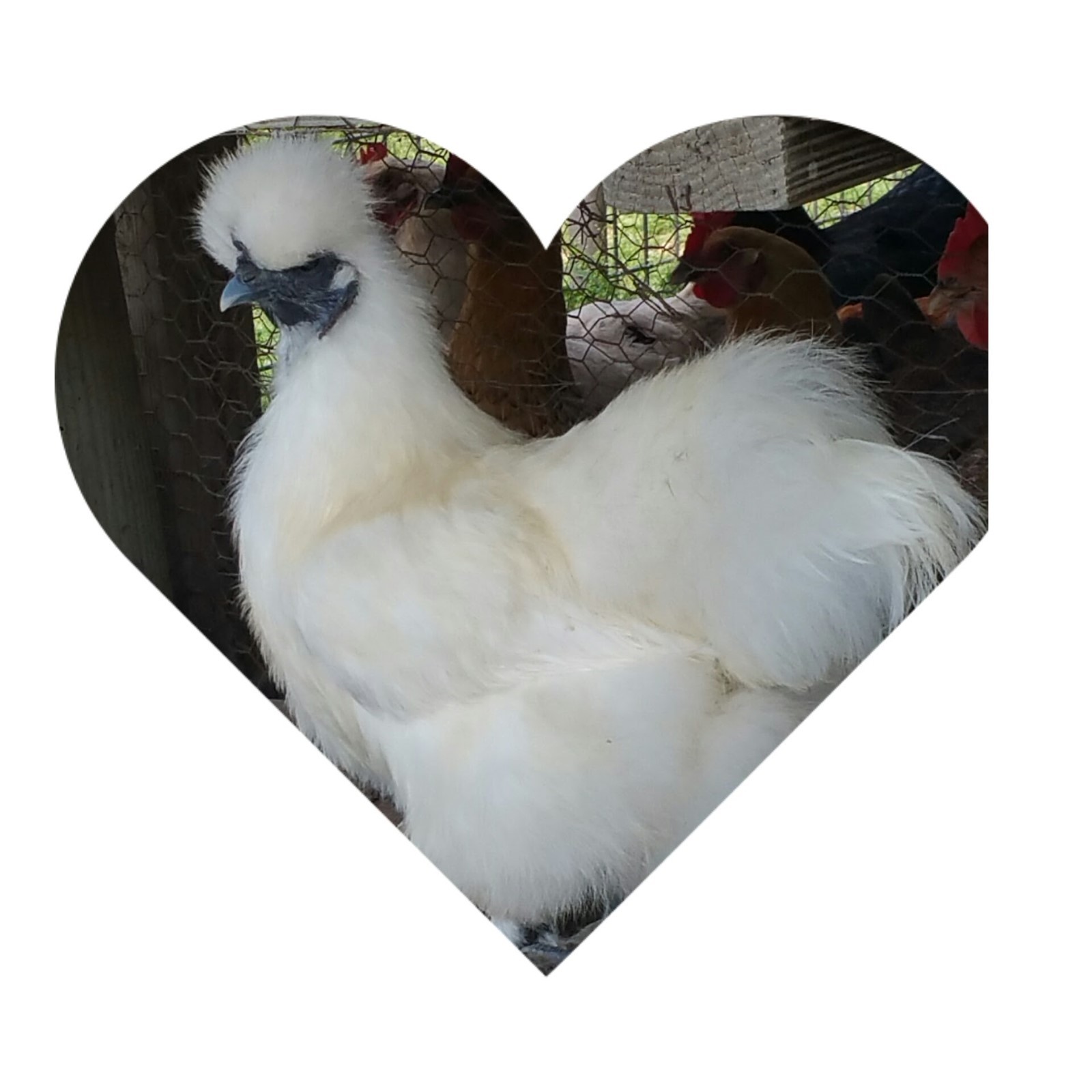 6 PURE WHITE SILKIE FERTILE HATCHING CHICKEN EGGS - Free UPS Ground