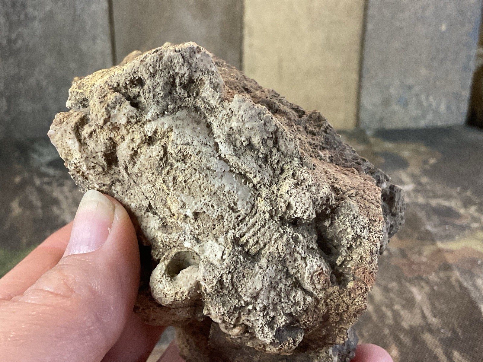 Missouri Druzy Quartz Fossilized Coral Stone Display