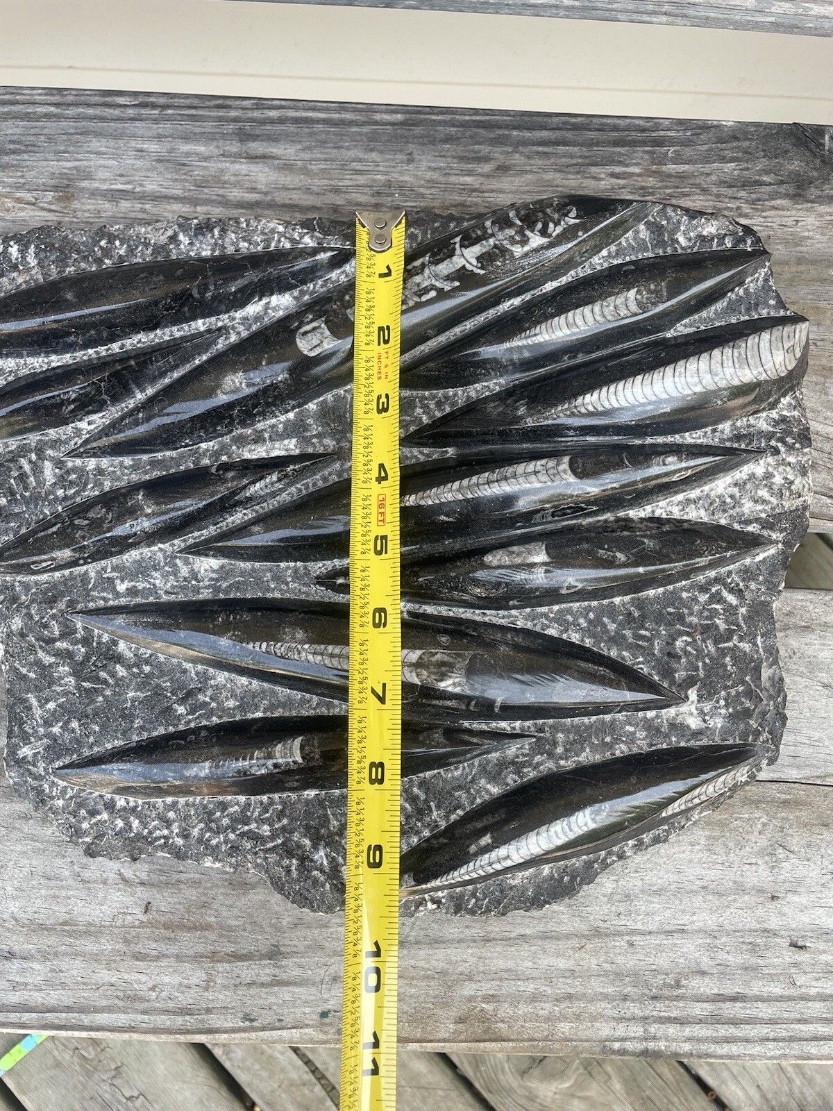 Polished Orthoceras Fossil Black Stone Slab Beautiful ❤️❤️❤️