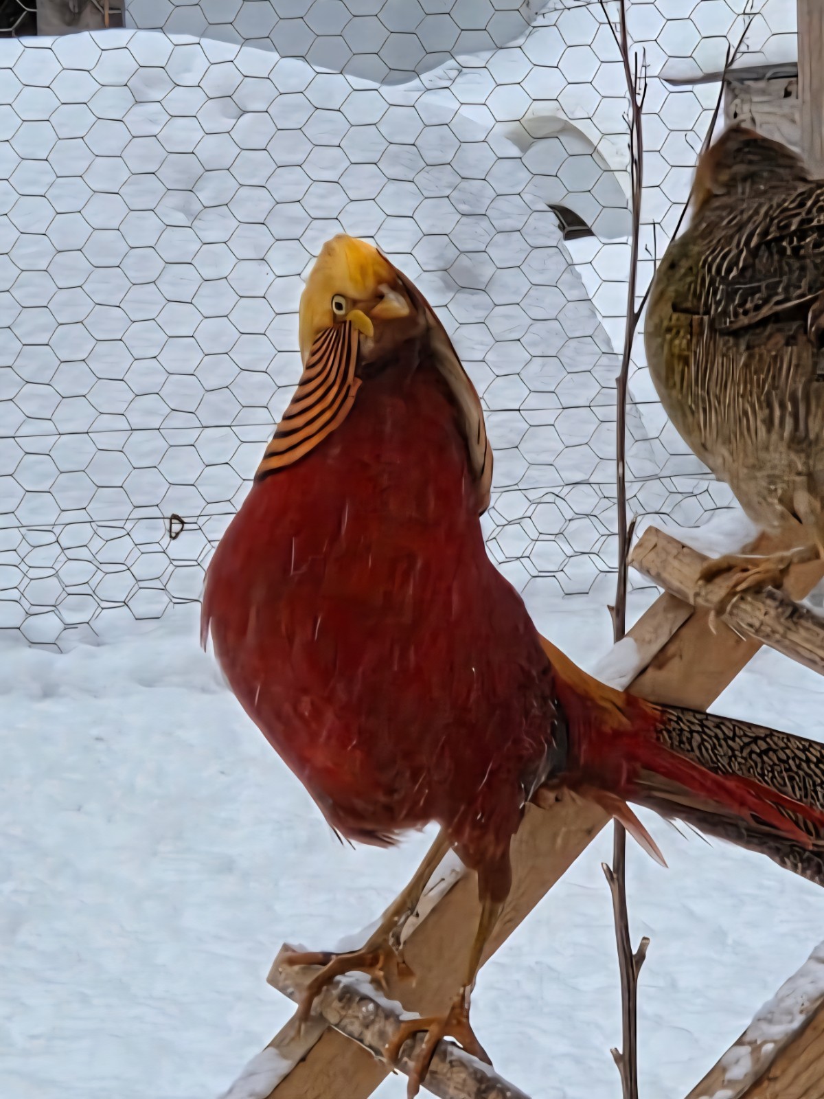 PRE-SALE 6+ Red Golden Pheasant Hatching Eggs NPIP April/May Ship