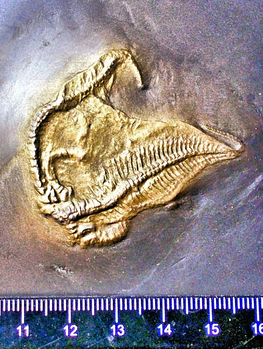 Rare 4.5cm starfish Loriolaster miriabilis; Lower Devonian, Bundenbach, Germany