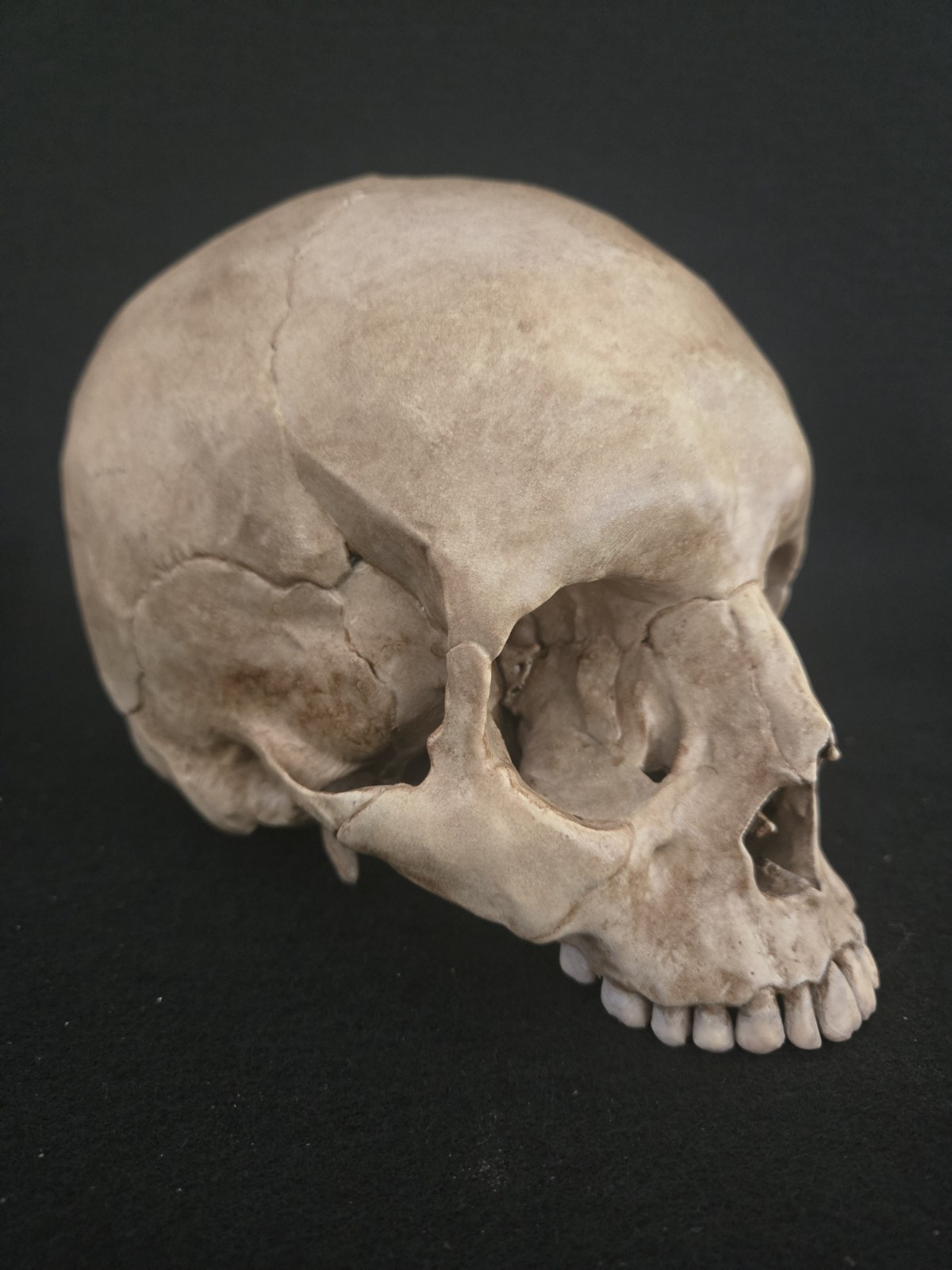 Skull Human Replica- Realistic Life Size- Momento Mori
