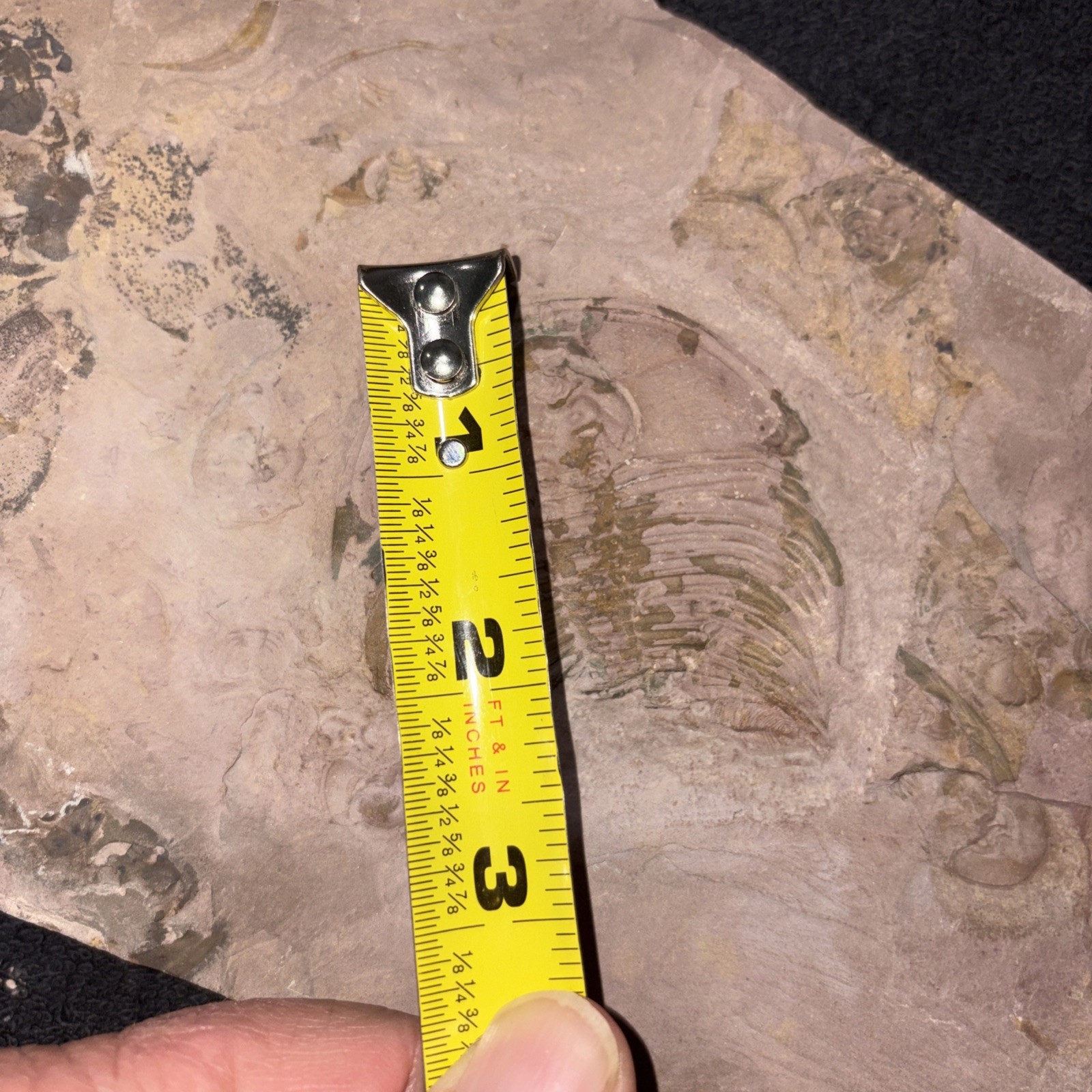 Fossil Trilobite Lower Cambrian Olenellus Fowleri Partial But Huge Red Shale