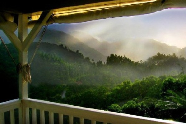 Jamaican Blue Mountain Coffee Beans Peaberry Dark Roasted 10 Pounds 1 Pound Bags