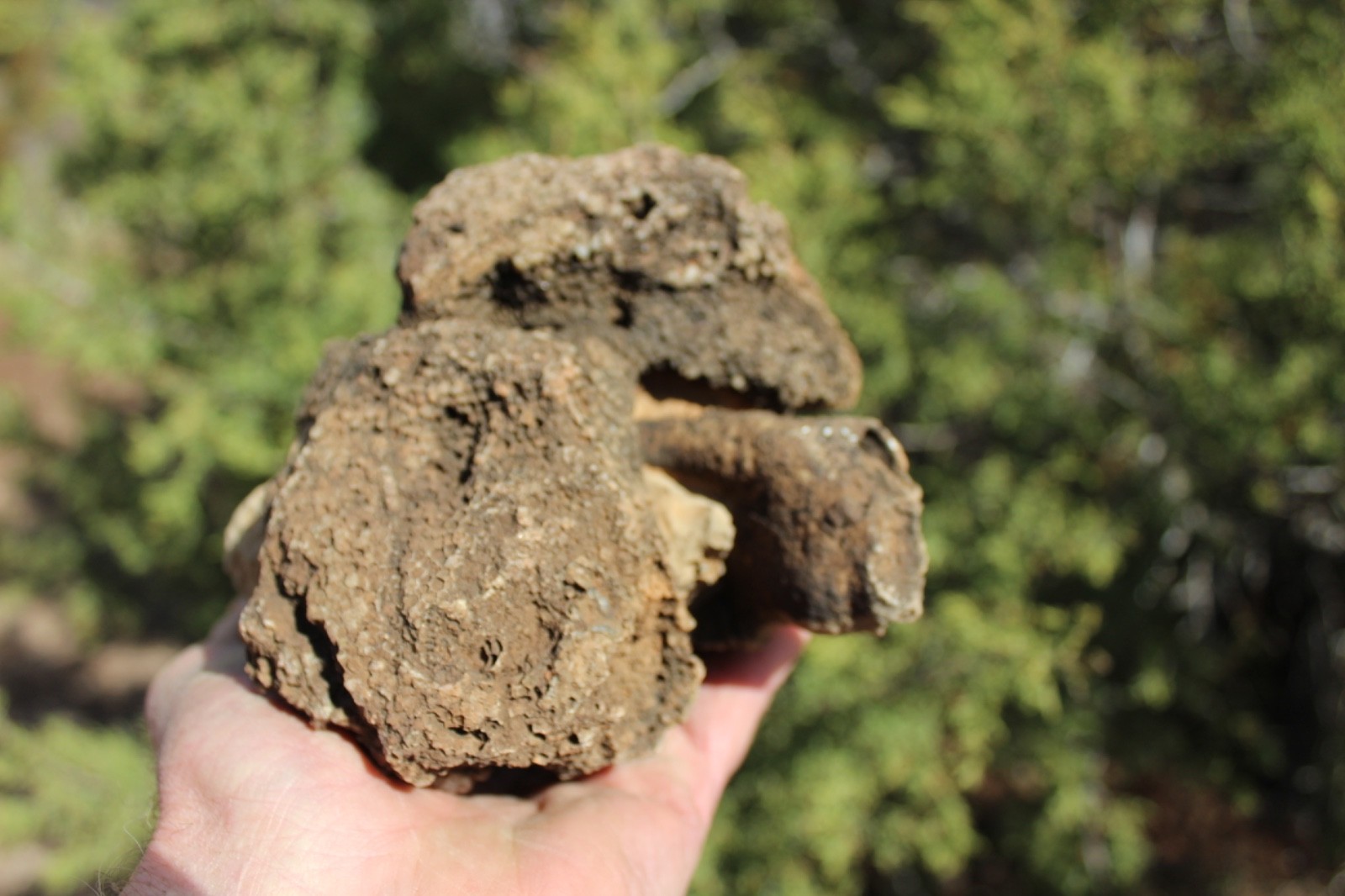 Fossil Beautiful HONEY COMB CORAL Favosites spp. Rare Locality ~ 400 Million