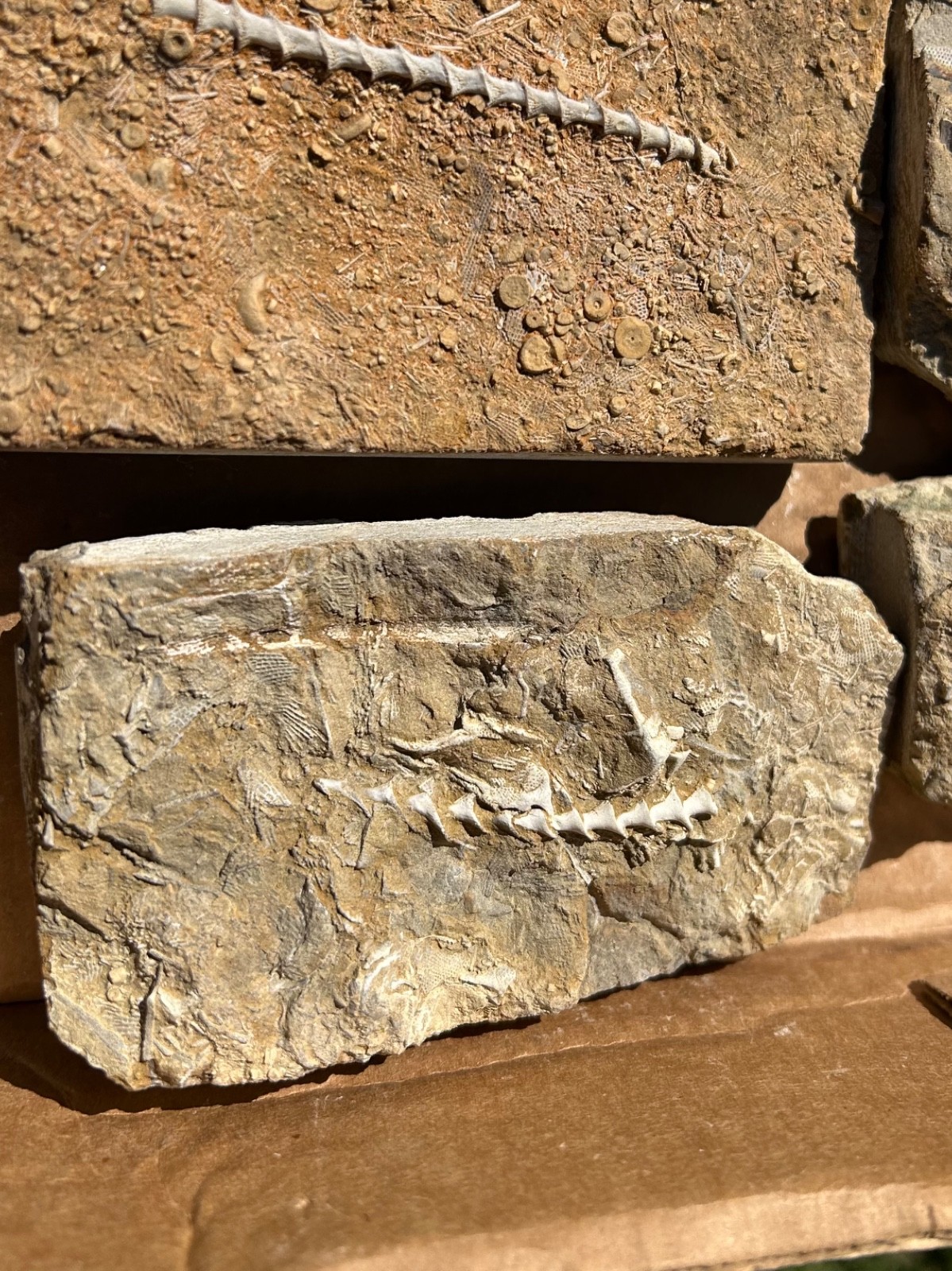 Fossil Bryozoans LOT Archimedes Screws Fronds Wholesale Alabama Bangor Limestone