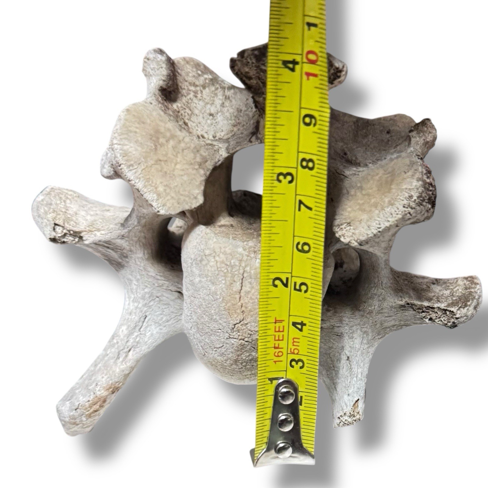 Bison Cervical Vertebra Natural Bone Paperweight Western Decoration No Fossil