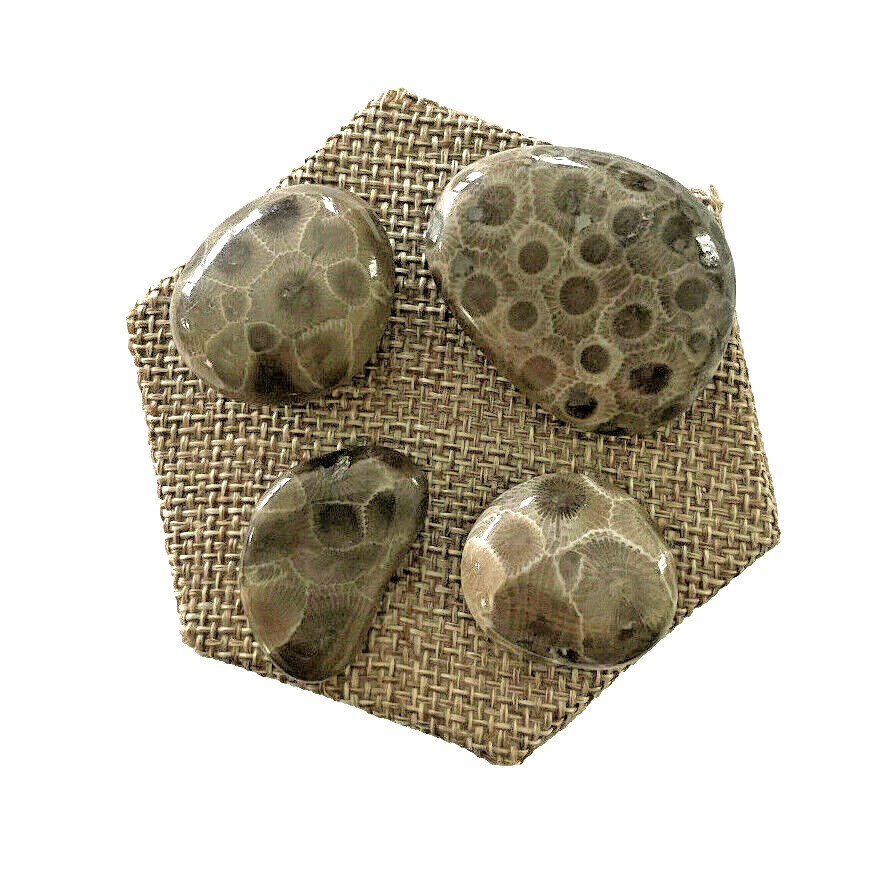 ***GREAT PRICE*** A SET OF 4 PETOSKEY STONES - BELOW RETAIL PLUS FREE SHIPPING!