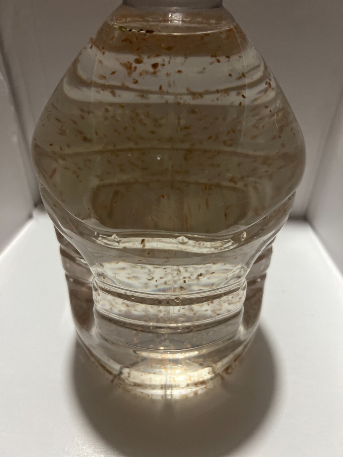 2500 Daphnia Magna (Clean Indoor Culture) Buy 2 get 1 free!