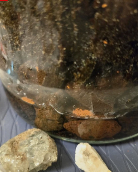 Thai Red / Florida Orange Springtail Terrarium Breeding Kit