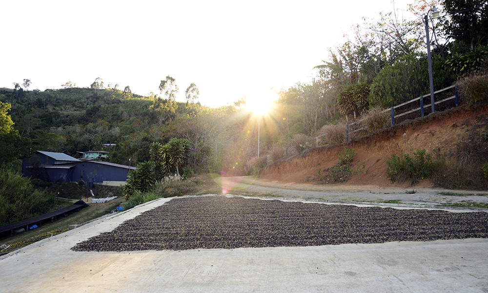 Ethiopian Yirgacheffe Coffee Beans Roasted Daily Medium 2 Bags 1 Pound Each