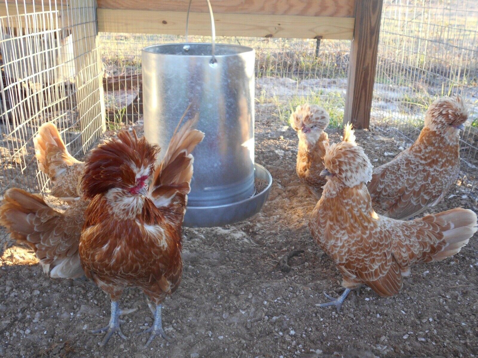 SILVER, BUFF, WHITE, GOLDEN POLISH BANTAM HATCHING EGGS SHIP 3/23 12+EGGS
