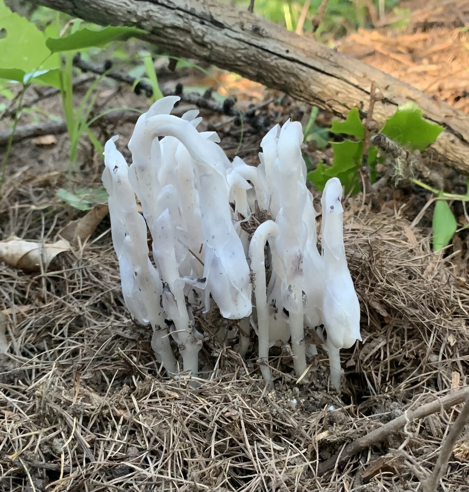 Indian Pipe Ghost Plant Tincture with Flower In Bottle 15 ml Drops monotropa 