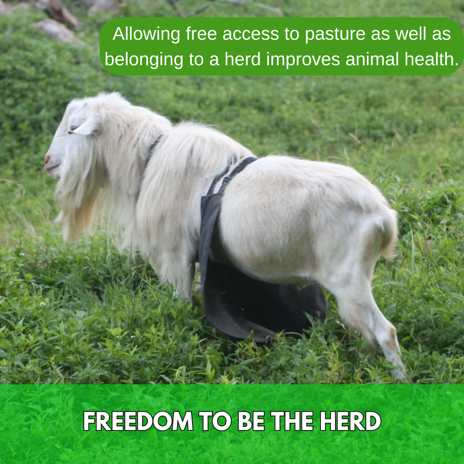 Anti Mating Anti Breeding OLOR Buck Apron™ with Harness - Goats/Sheep LG REG