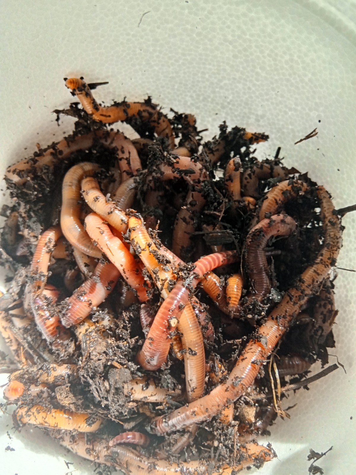 100 count Live Red Wigglers- Fishing Worms (1.5-3 in)(Bait Size)