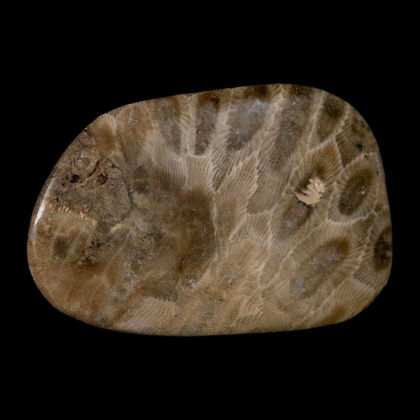 2.6" Polished Slab Petoskey Stone Hexagonaria Coral Fossil Devonian Age Michigan