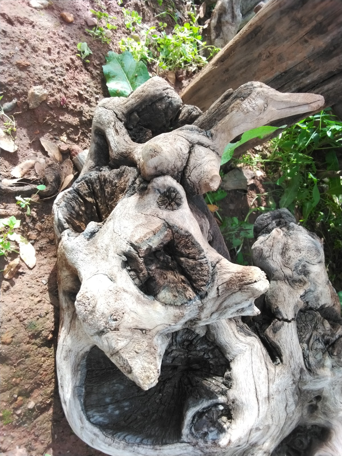 DrRIFTWOOD, LANDSCAPING, ART, AMAZING