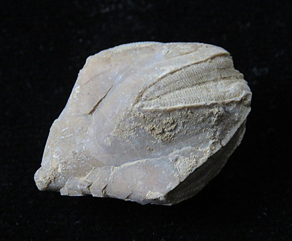 Blastoid Echioderm Fossil- 1"-Pyriformis pentremites- Merrill, Kentucky