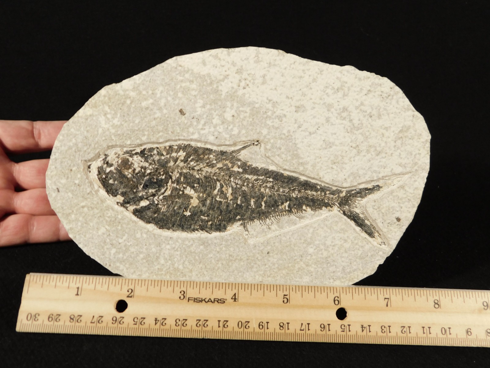 Larger! FIFTY Million Year Old! Diplomystus Dentatus FISH Fossil Wyoming 343gr
