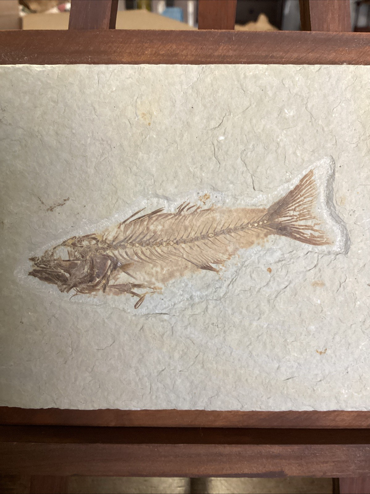 EXTREMELY RARE Fossil Fish EOHIODON HIODON FALCATUS Green River Fish 7x5