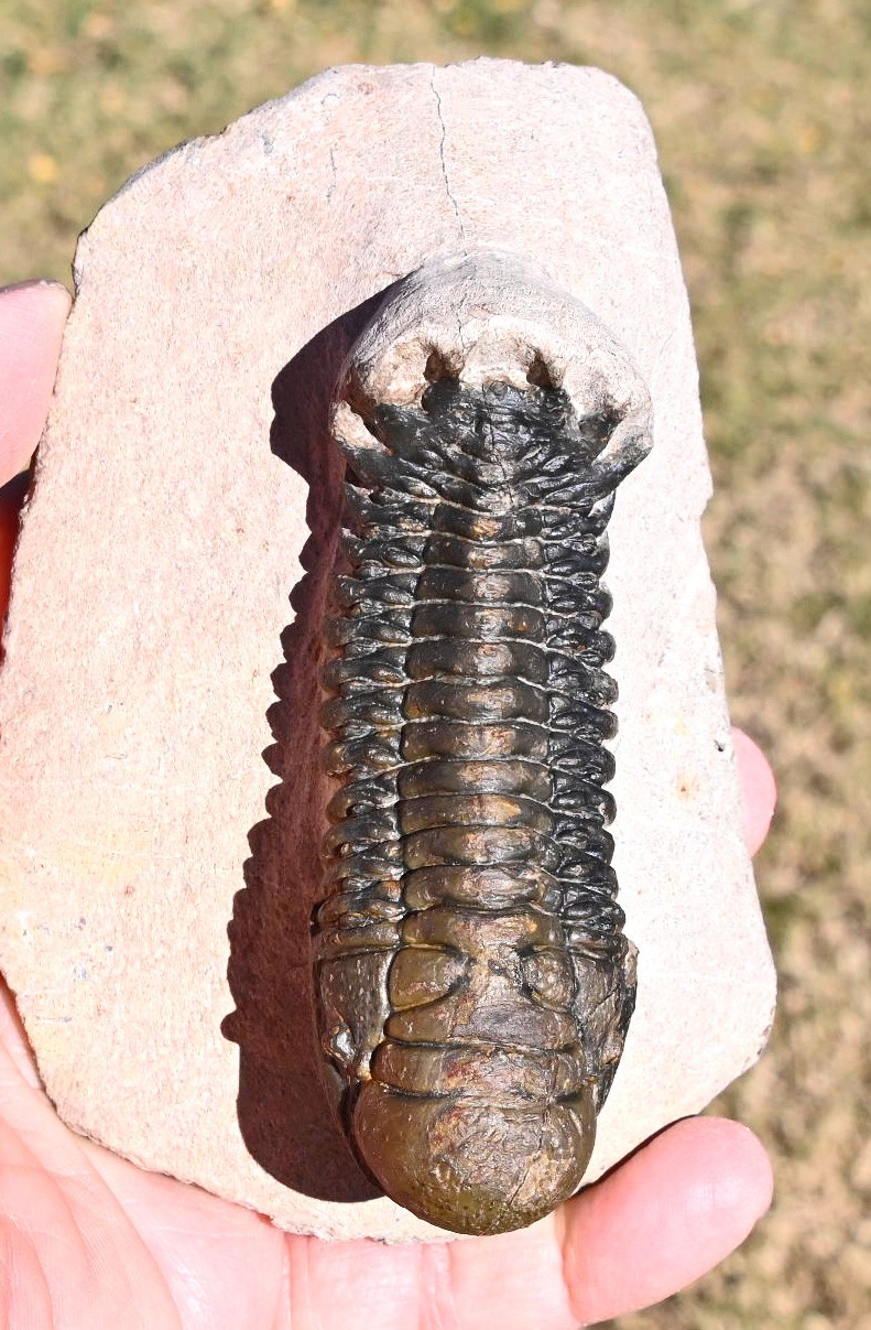 Trilobite Fossil, Crotalocephalus gibbus with a Hypostome, from Morocco #2