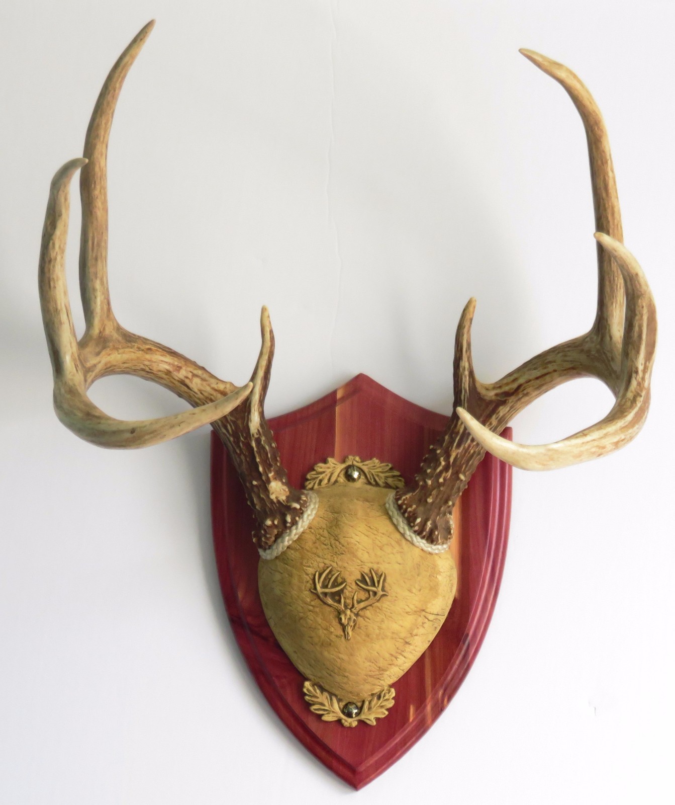 Cedar Ultimate Antler Mounting Kit for Deer - The Taxidermists' Woodshop